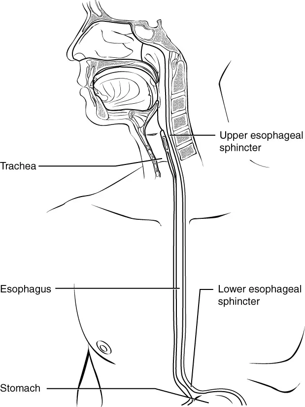 Can h. Pylori affect your throat