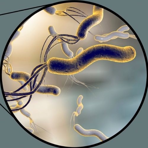 what does h. pylori look like in stool?