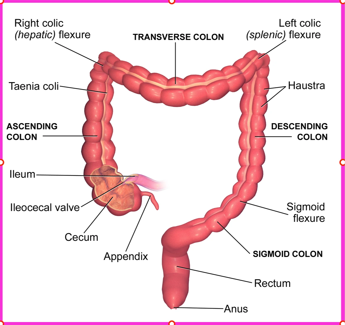 parts of colon