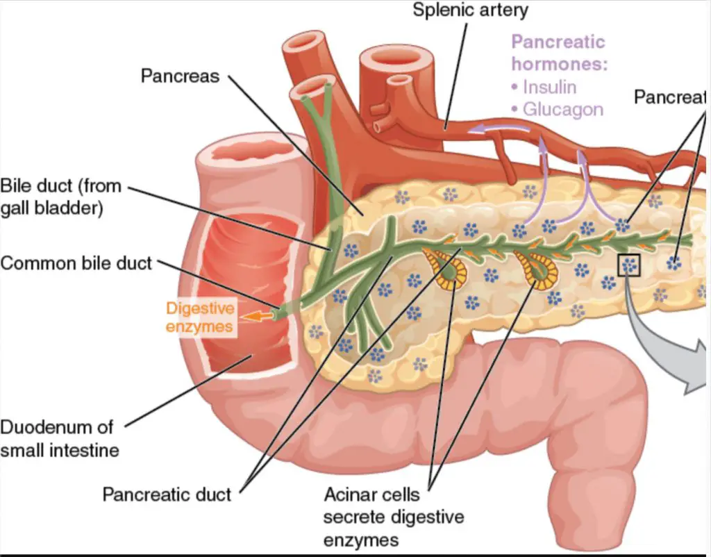 the pancrease and bile system connection