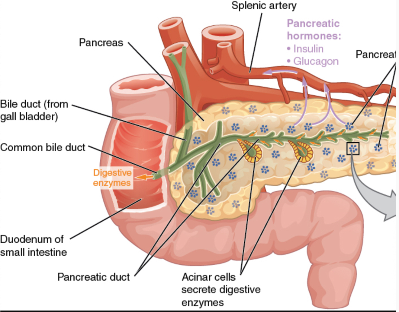 Does the pancreas Produce bile? & Why bilirubin is affected in pancreatic diseases. Oh My Gut